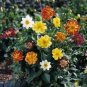 25 flowers seeds Dahlia Variabilis Dandy Mix easy to grow  #ABG11