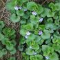 25 flowers Seeds Ground Ivy Glechoma Hederacea,great for your garden #ABG11