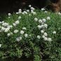 50 flowers seeds Candytuft  Iberis Sempervirens #ABG11