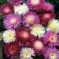 100 flowers  Seeds Sweet Sultan  Mix color #ABG11
