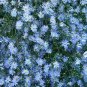 flowers seeds Aster Sky Blue, 50 Seeds     #ABG11