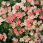 50 flowers Seeds,  Verbena  Nana Compacta Apricot  #ABG11