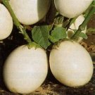 flowers seeds Ornamental Eggplant  Solanum Melongena Golden Eggs, 50 Seeds #ABG11