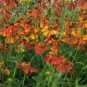 flowers seeds Sneezeweed Autumnale Helenium, 50 seeds #ABG11