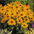 flowers seeds Sneezeweed Autumnale  Helenium, 50 seeds #ABG11