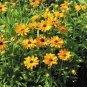 flowers seeds Sneezeweed Autumnale Helenium, 50 seeds #ABG11