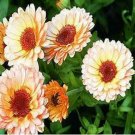 flowers seeds  Calendula Officinalis Pink Surprise, 50 seeds #ABG11