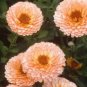flowers seeds  Calendula Officinalis Pink Surprise, 50 seeds #ABG11