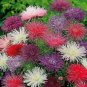 flowers seeds  aster  Callistephus Tall Needle Unicom  Mix , 50 Seeds "#ABG11