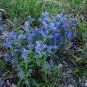 great seeds Viper's Bugloss  Echium Plantagineum Blue Beddem, 50 seeds #ABG11