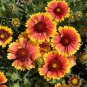 100 flowers Seeds Blanket Flower Gaillardia Aristata,great for your flowers #ABG11