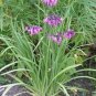 seeds Allium Cernuum Nodding Pink Onion, 50 Seeds easy to grow  #ABG11