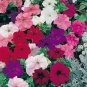 flowers seeds Petunia Hybrid Mix, 100 Seeds# ABG11