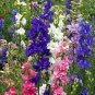 Rocket Larkspur Delphinium Consolida  Mix color, 200 Seeds easy to grow # ABG11