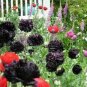 500 seeds  Poppy  Double Black great for your garden # ABG11