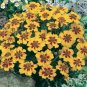25 flowers Seeds Marigold Tagetes Patula Nana Single Dainty Marietta # ABG11