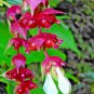 150 seeds himalaya honeysuckle bush unusual flowers hardy shrub #ABG12