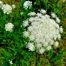 1000 seeds queen annes lace white flowers  #ABG12