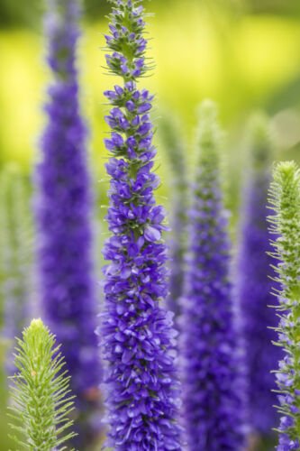blue flowers veronica longifolia long leaf,100 seeds #ABG12