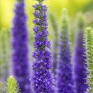 blue flowers veronica longifolia long leaf,100 seeds #ABG12