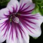 zebra mallow malva syvestris whiteburgendy striped flowers,100 seeds  #ABG12