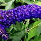 100 seeds buterfly bush blue buddlija davidii hardy shrub  #ABG12