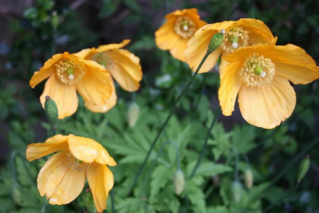 150 seeds welsh poppy yellow orange flowers,great for gardening #ABG12