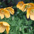 150 seeds welsh poppy yellow orange flowers,great for gardening #ABG12