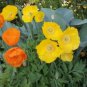 150 seeds welsh poppy yellow orange flowers,great for gardening #ABG12