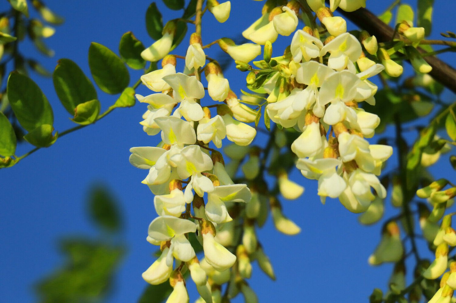 100 seeds black locut white flowers hardy perenialfor more information   #ABG12