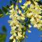 100 seeds black locut white flowers hardy perenialfor more information   #ABG12