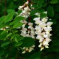 100 seeds black locut white flowers hardy perenialfor more information   #ABG12