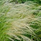 bulk mexican feather grass stipa tenuissma,1000 seeds #ABG12