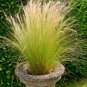 bulk mexican feather grass stipa tenuissma,1000 seeds #ABG12