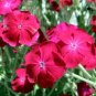 100 seeds rose campoin magenta flowers white flowers,easy to grow #ABG12