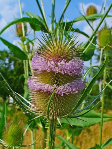 100 seeds,teasel dipsacus fullonum seed heads,easy to grow   #ABG12