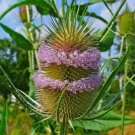 100 seeds,teasel dipsacus fullonum seed heads,easy to grow   #ABG12