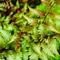 japanese painted fern regal red,1000 seeds #ABG12