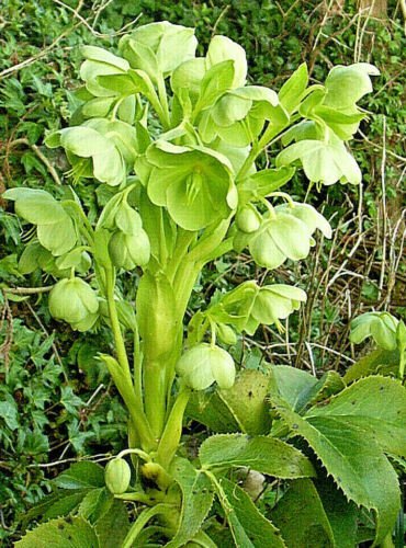 coriscan hellebore lenten seeds flower,50 seeds  #ABG12