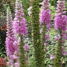 100 seeds  pink veronica longifolia,easy to grow  #ABG12