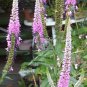 100 seeds  pink veronica longifolia,easy to grow  #ABG12