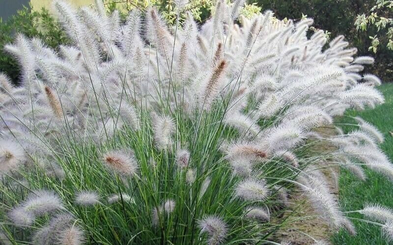 200  seeds white fountain grass hardy ornamental  #ABG12