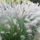 200  seeds white fountain grass hardy ornamental  #ABG12