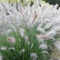 200  seeds white fountain grass hardy ornamental  #ABG12