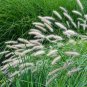 200  seeds white fountain grass hardy ornamental  #ABG12
