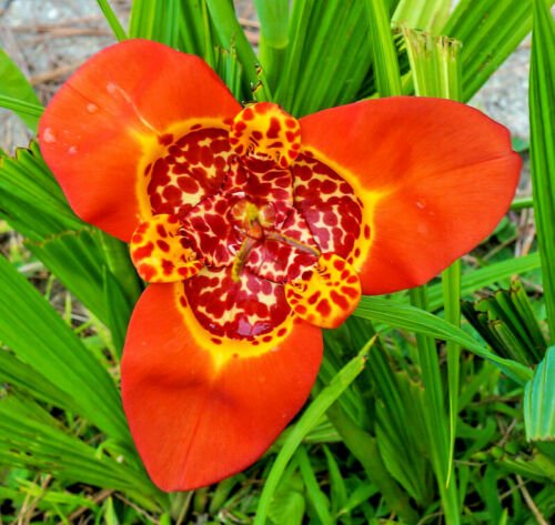 Mexican shell flower mix  Tigridia pavonia,  50 seeds #ABG12