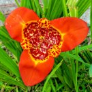 Mexican shell flower mix  Tigridia pavonia,  50 seeds #ABG12