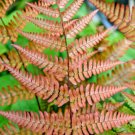 1000 seeds auntum fern drypoteris erythorosora,easy to grow  #ABG12