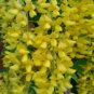 60 seeds golden chain tree,cascading yellow flowers #ABG12