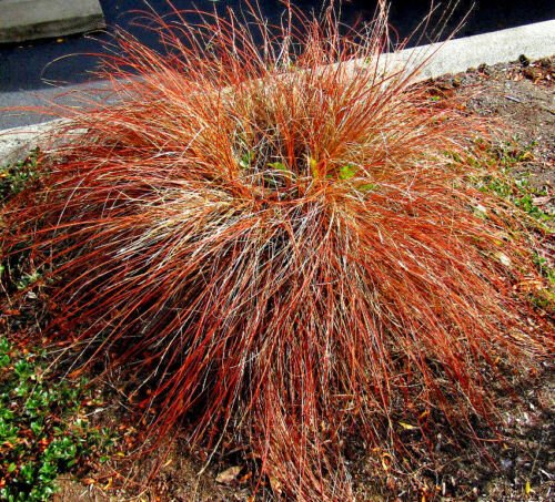 110 seeds weeping bronze sedge ornamental grass  #ABG12